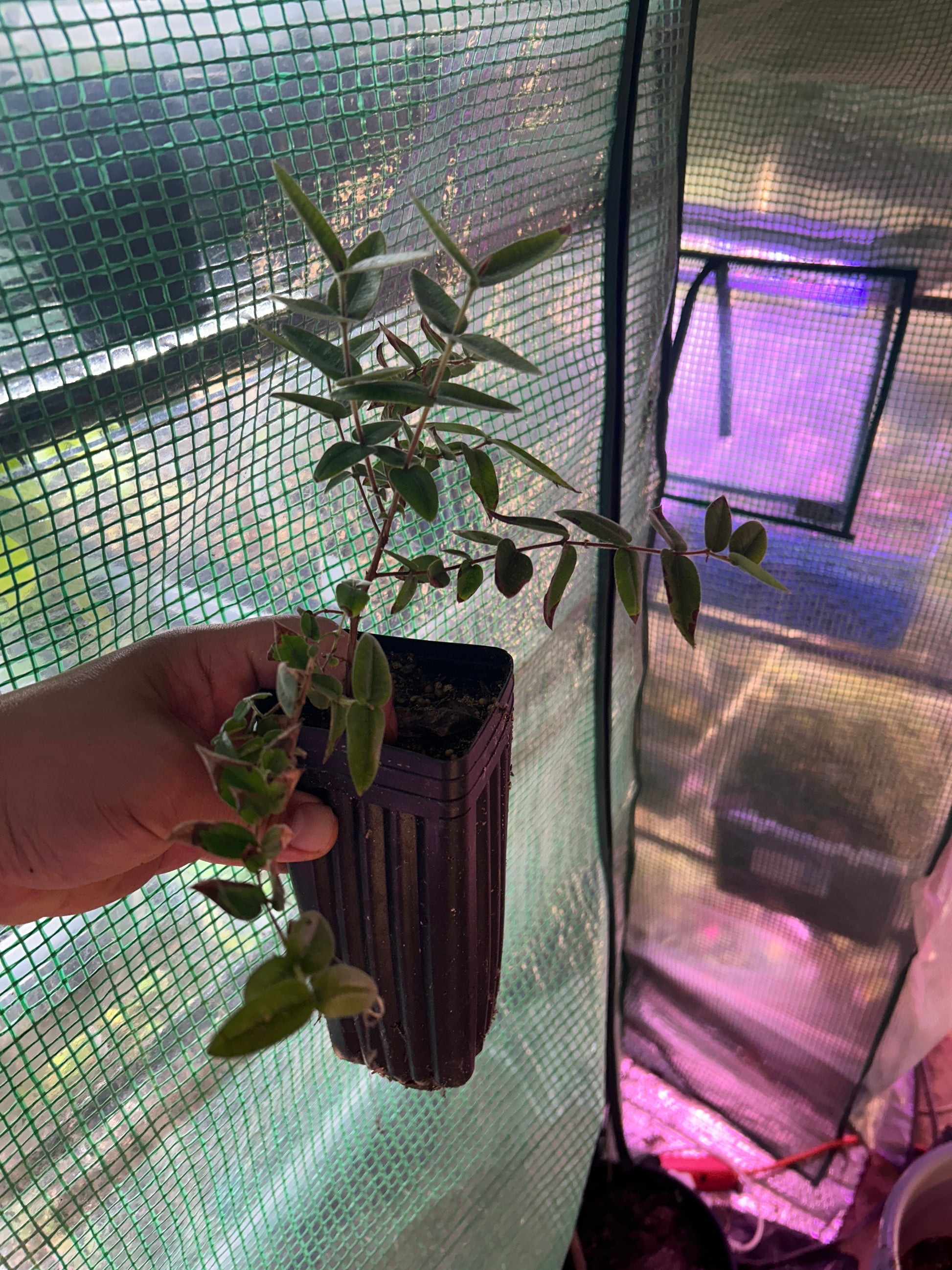 Myrciaria caerulescens (Roxa - Blue Guaquiea)Must Have 1/2 gallon Sapling - Hapa Joe's Nursery -