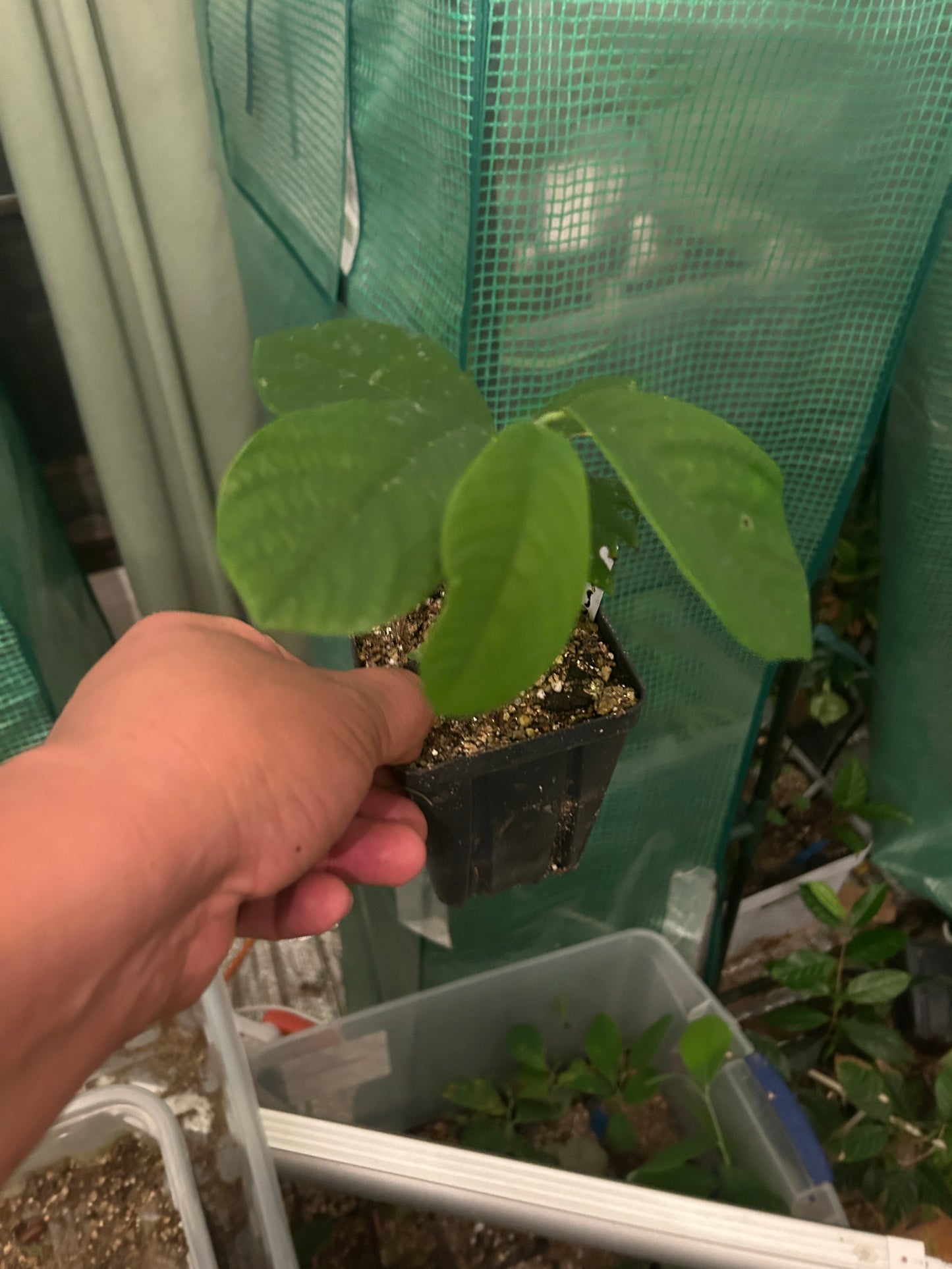 Blanca White Annona Macrophyllata Illama Pajapita, Guatemala - Hapa Joe's Nursery -