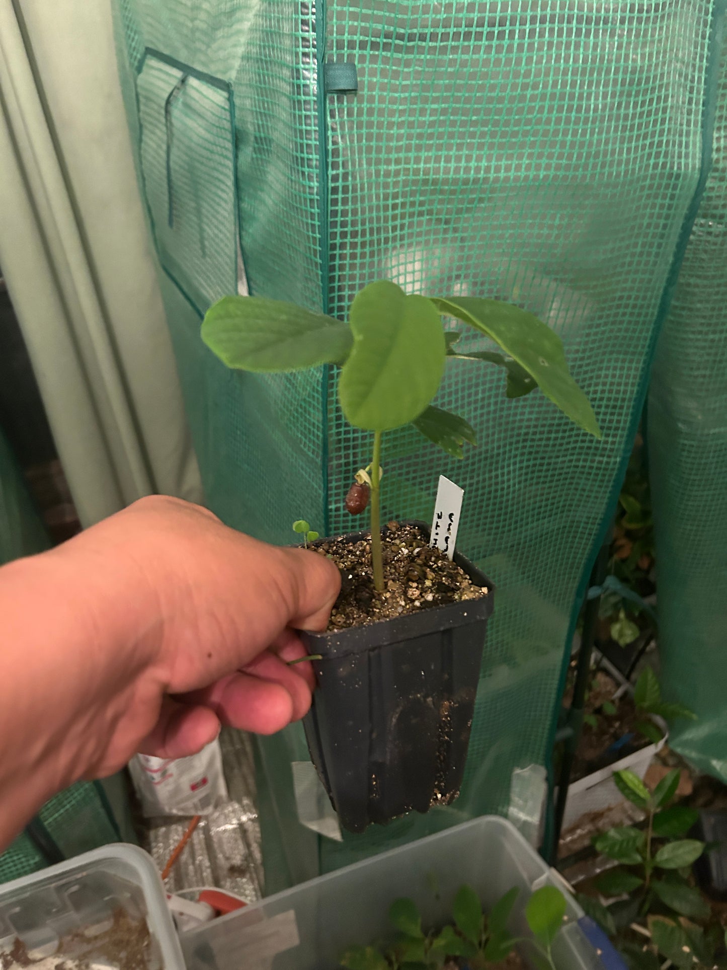 Blanca White Annona Macrophyllata Illama Pajapita, Guatemala - Hapa Joe's Nursery -