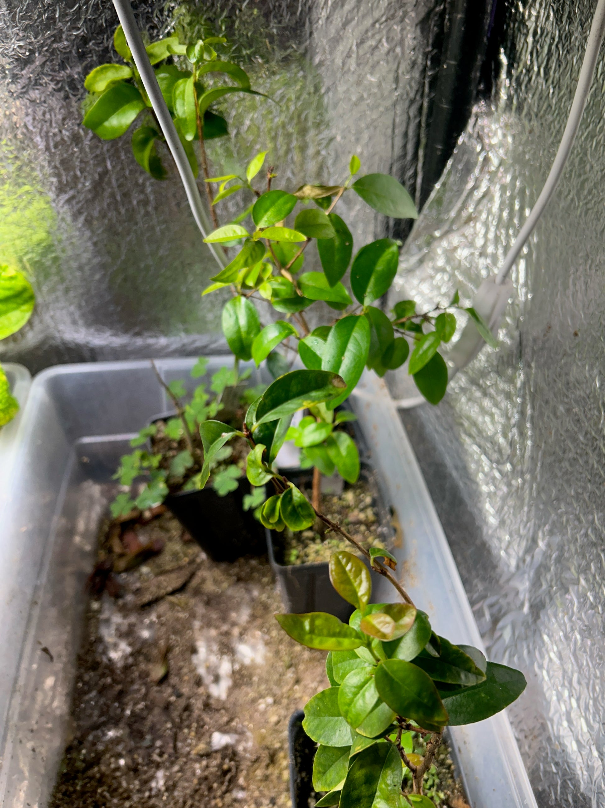 Eugenia sp. “Amarillo de Bahia Caatinga” - Hapa Joe's Nursery -