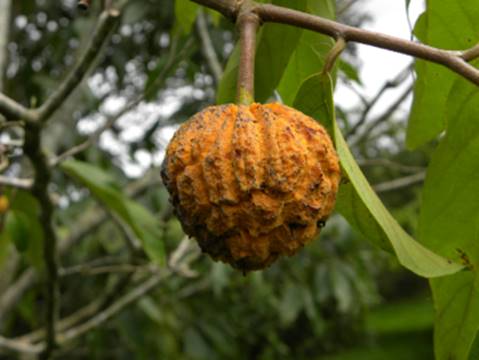 Annona neoinsignis "ARATICUM CORTIÇA" - Hapa Joe's Nursery - 45.00