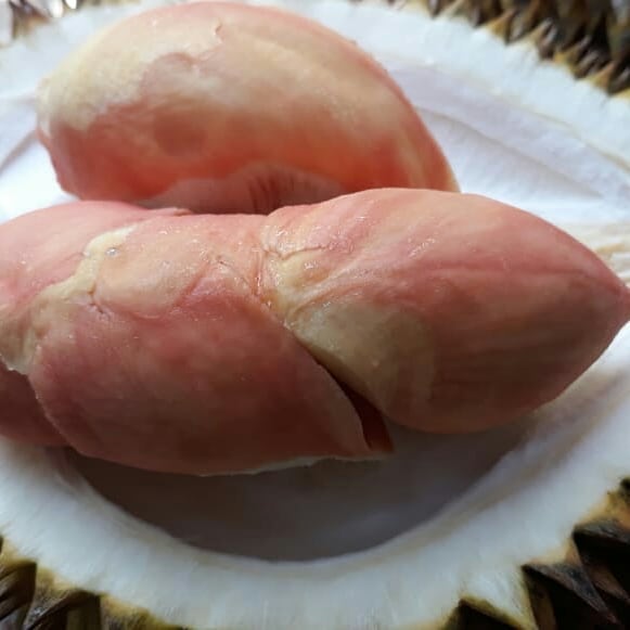 "Pelangi" Durian: Durio zibethinus