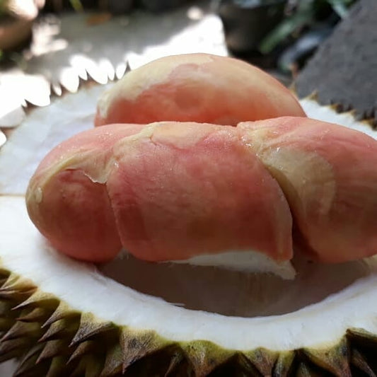 "Pelangi" Durian: Durio zibethinus