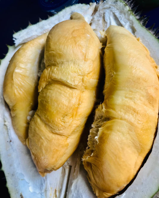 "Musang Queen" Durian: Durio zibethinus OLD MALAYSIAN VINTAGE