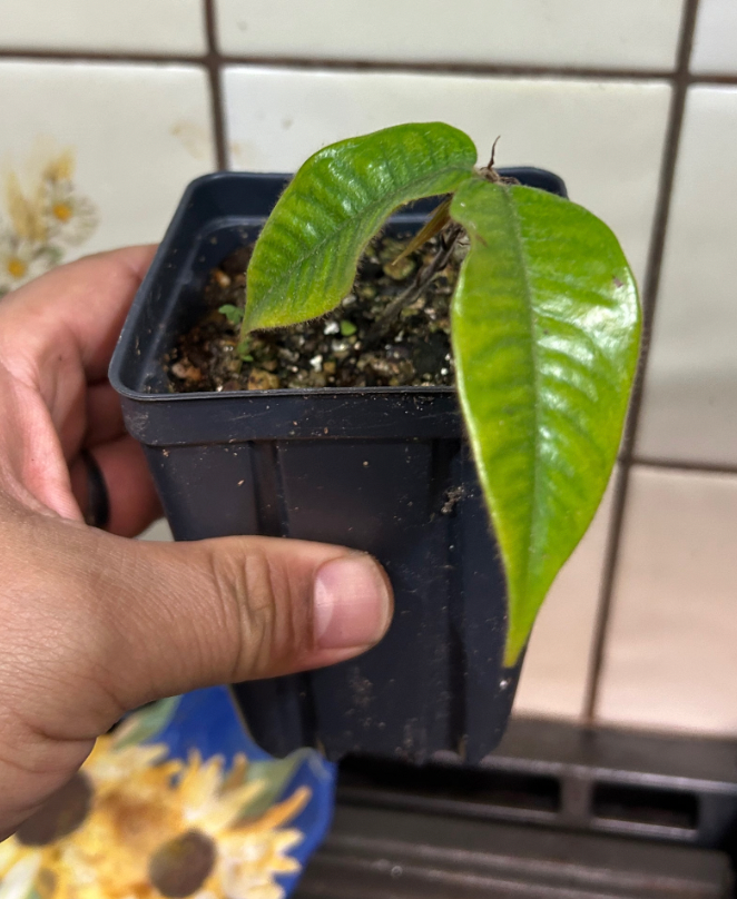 Plinia rara vari. Verde on of the 3 rare Plinia endemic to Bahia, Brazil. - Hapa Joe's Nursery -
