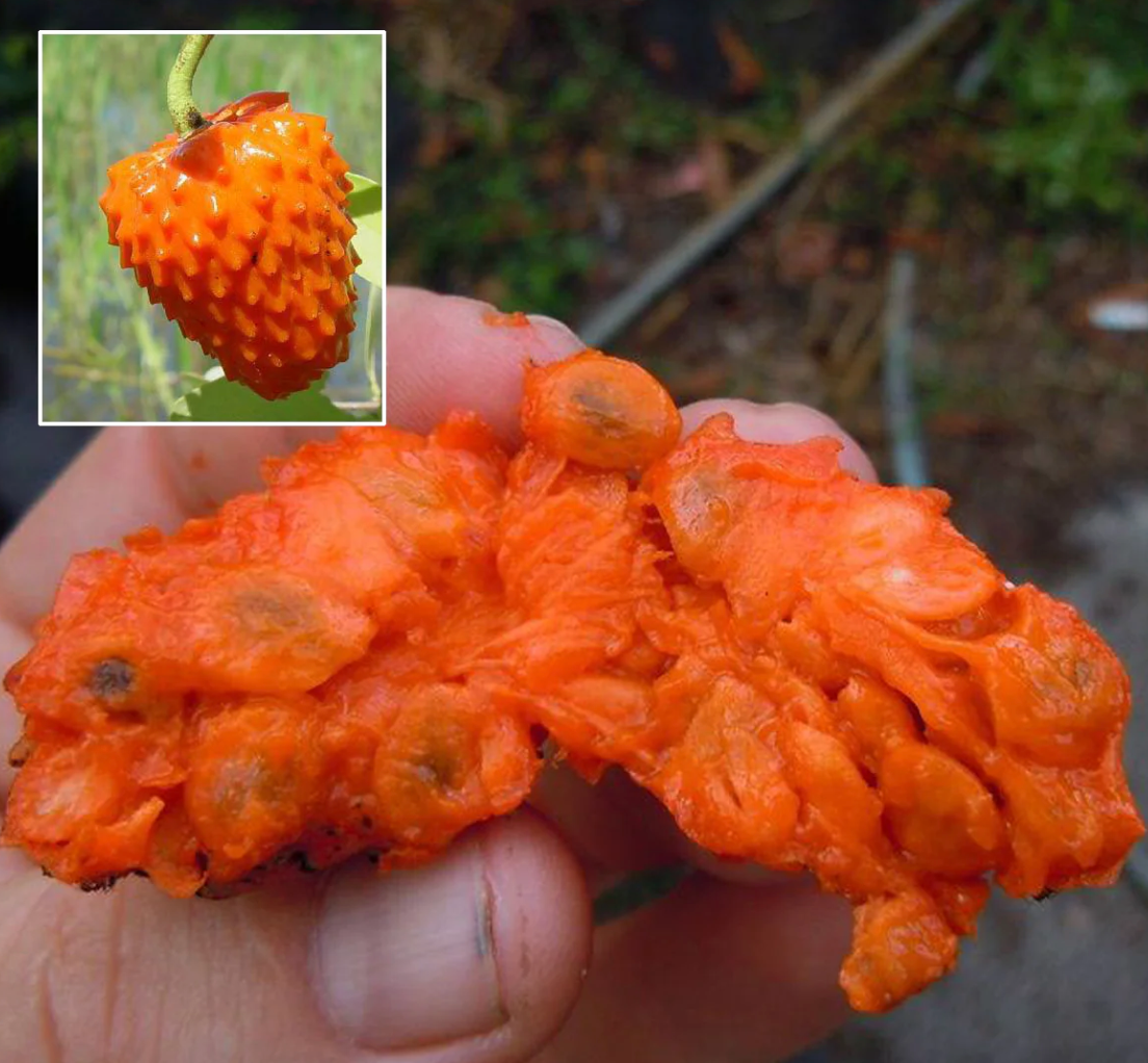 Annona cornifolia Red Arachitchu, Ariticum De Raposa,