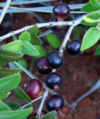 Anã do cerrado Jaboticaba - Plinia Nana - Dwarf Jaboticaba