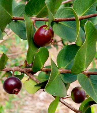 Anã do cerrado Jaboticaba - Plinia Nana - Dwarf Jaboticaba