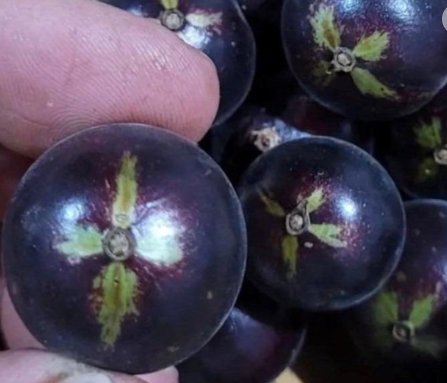 Plinia spiritosantensis - Jabuticaba Veludo