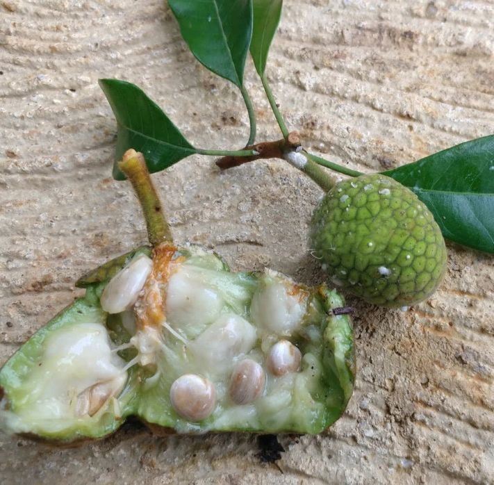 Artocarpus kemando … Padau - HapaJoeNursery -