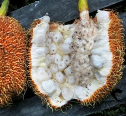 Pedelai, Artocarpus sericarpus, the peluntan,