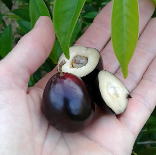 Eugenia candolleana Rainforest Plum