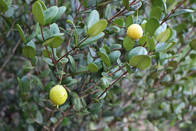 Eugenia azeda PITANGA FEIJOA - Hapa Joe's Nursery -