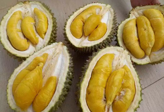 "Musang King" Durian: Durio zibethinus