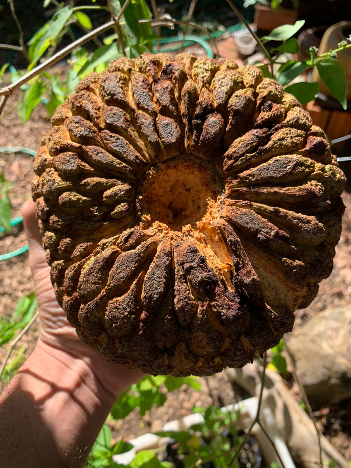 Annona crassiflora "Dalva Laranja" Orange Flesh Hapa Joe's Nursery