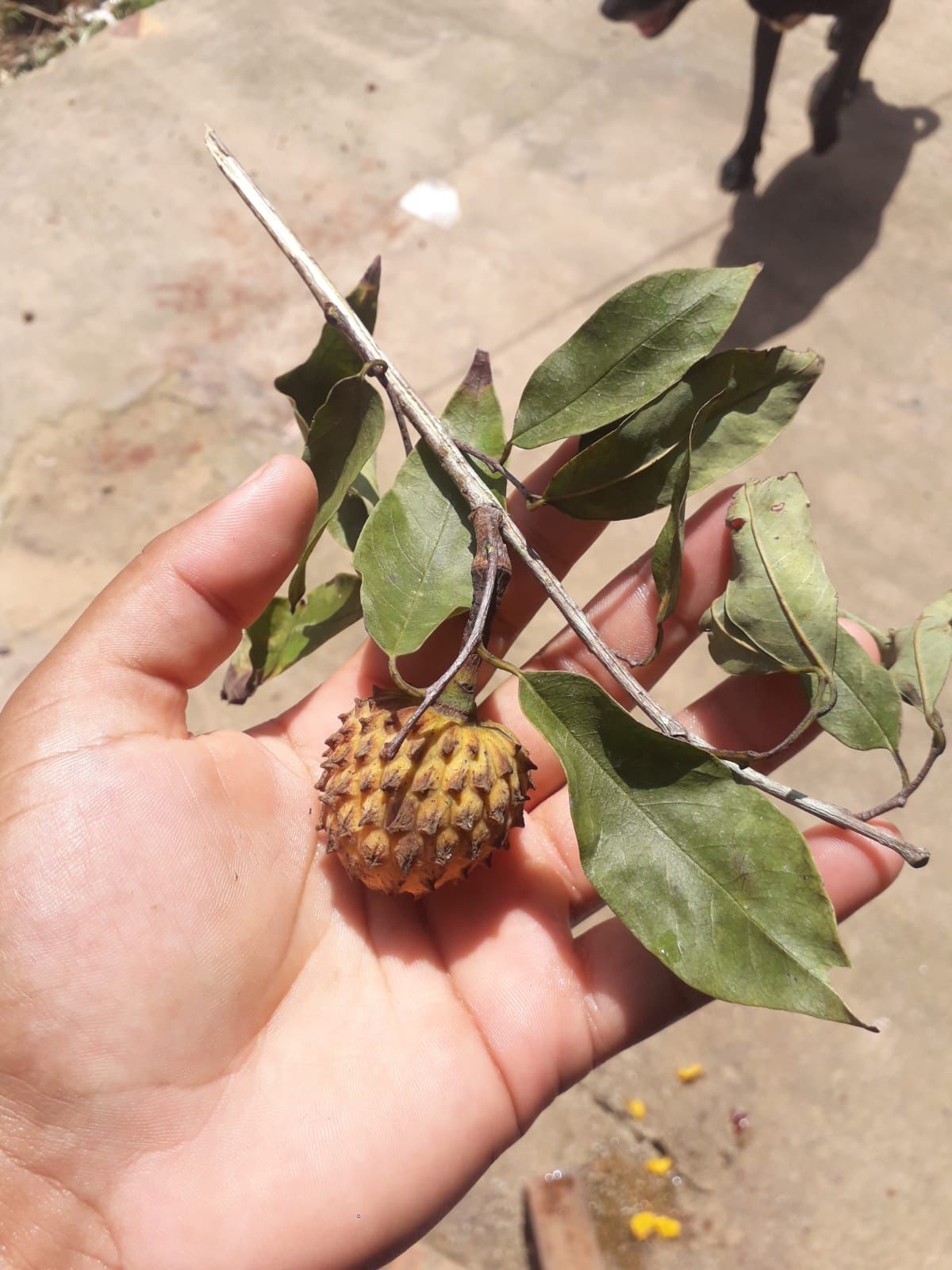 Annona fosteri Hapa Joe's Nursery