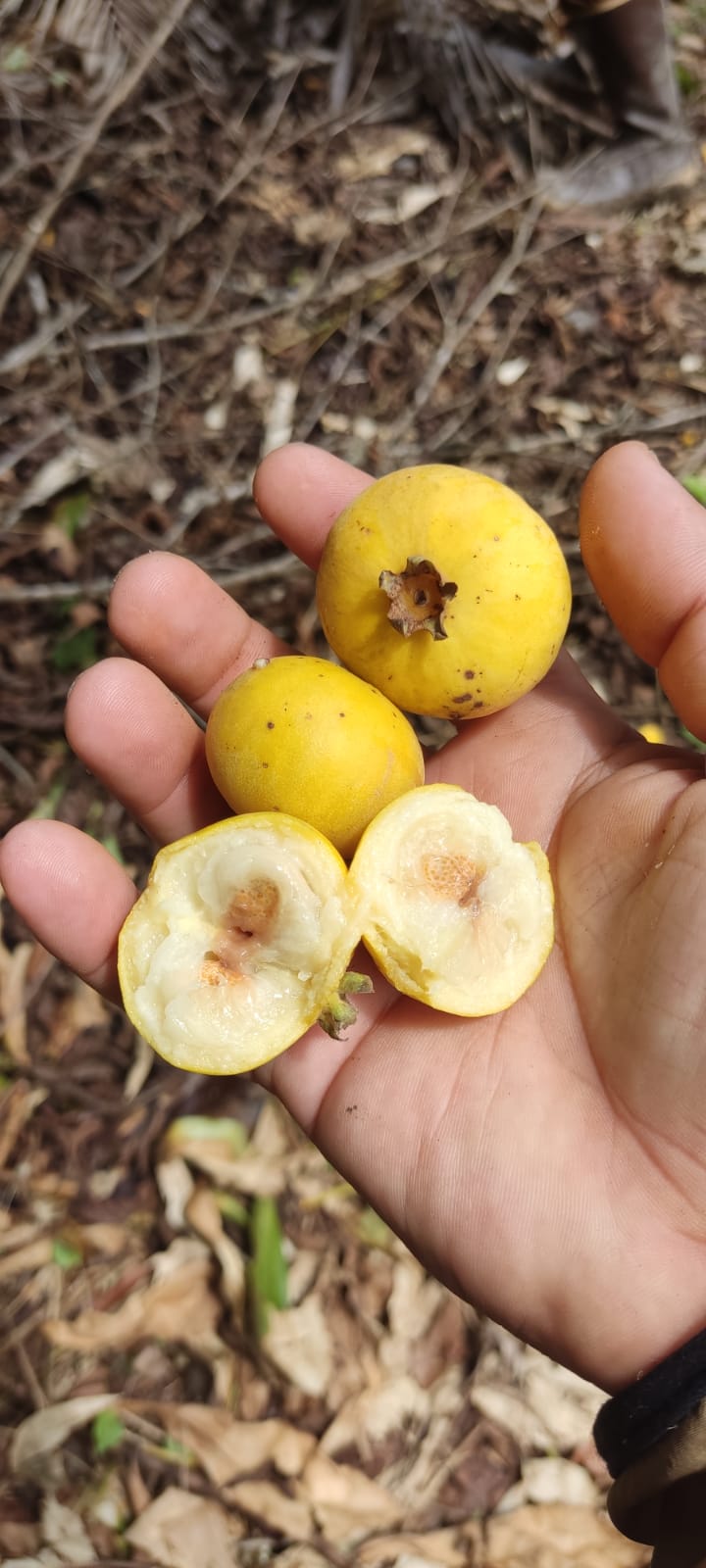 Campomanesia lineatfolia "Tikuna Pallilo" Seeds - HapaJoeNursery