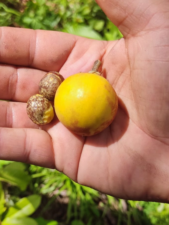 Pouteria macrophylla “Cutite” "Tuturuga" Hapa Joe's Nursery