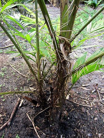 Bactris setosa "Jucúm Palm" Cold Hardy Palm Tree! Hapa Joe's Nursery