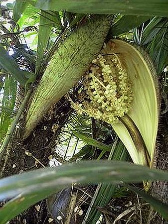 Bactris setosa "Jucúm Palm" Cold Hardy Palm Tree! Hapa Joe's Nursery