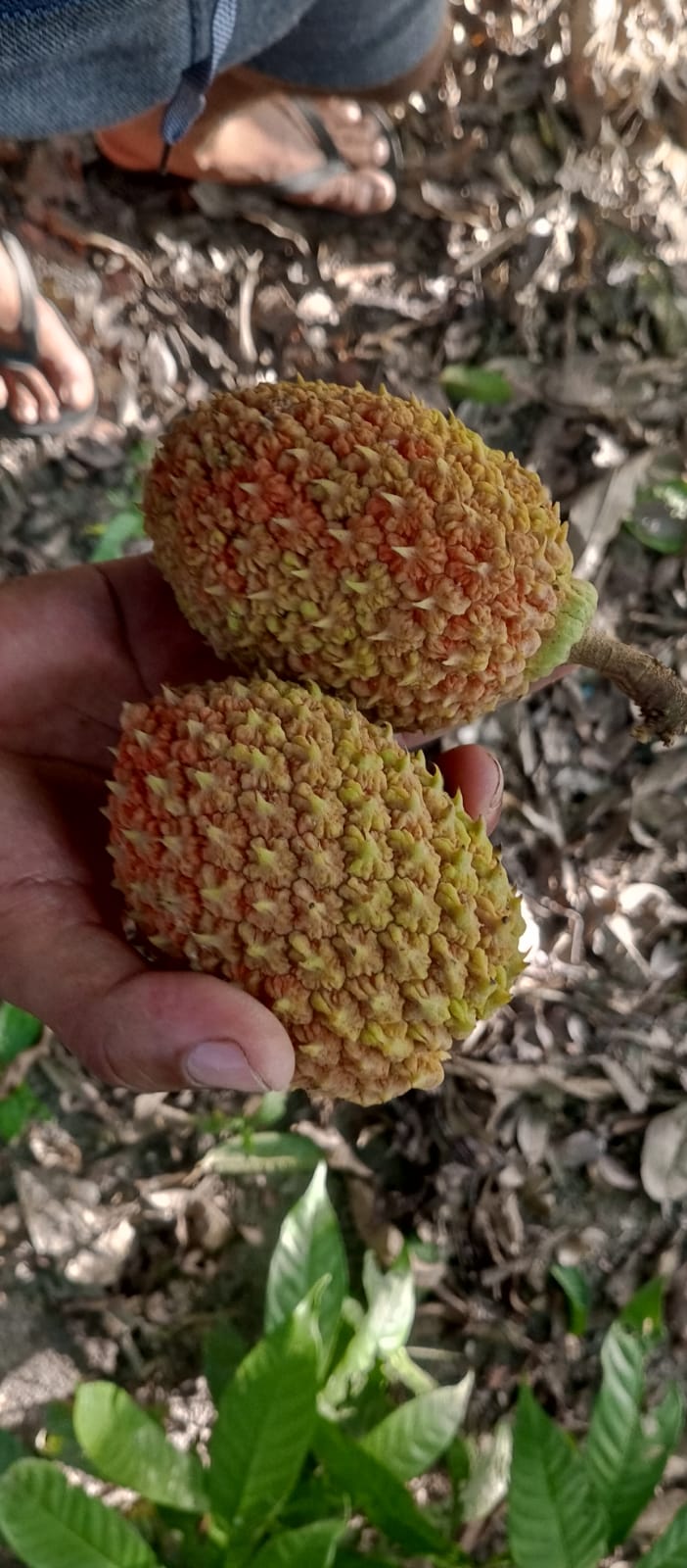 Duguetia echinophora "Maranhão Escolinha das Crianças"" Hapa Joe's Nursery