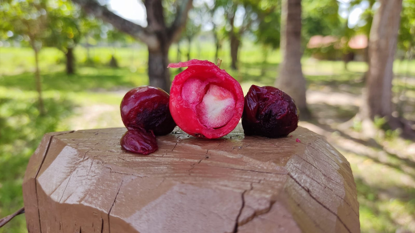 Eugenia patrissii "Bacabal Doce" - HapaJoeNursery