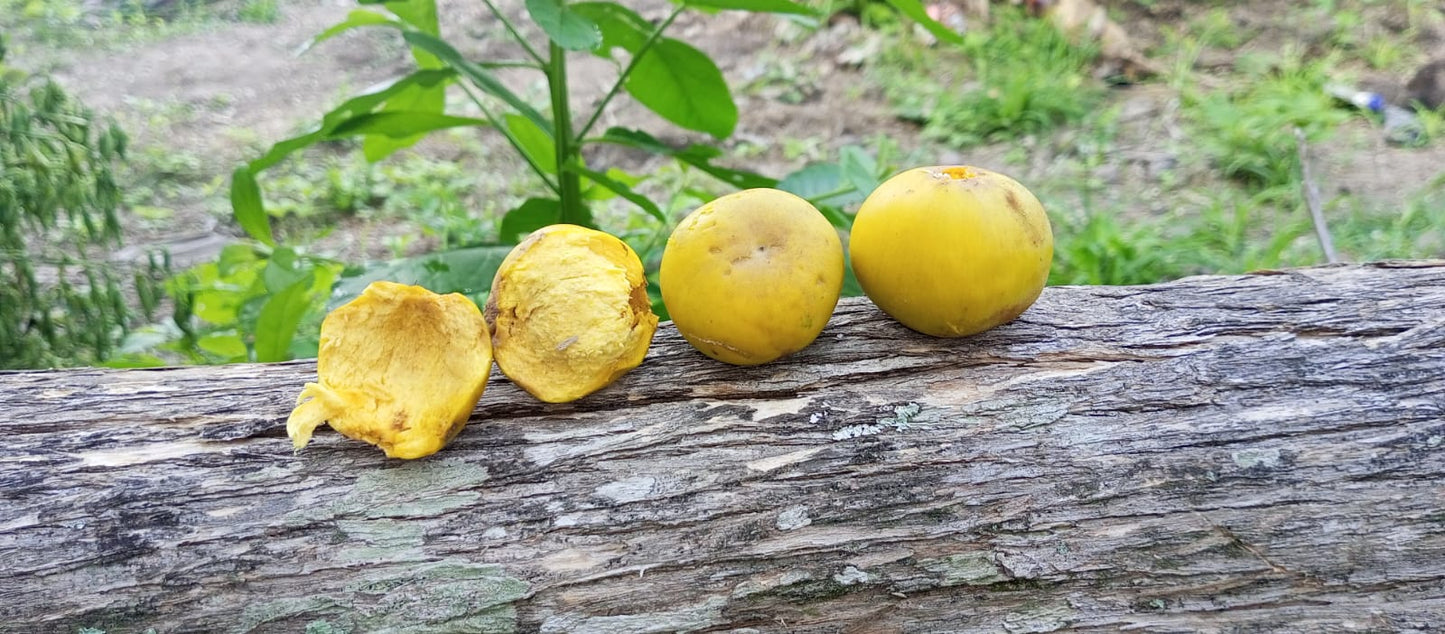 Pouteria macrophylla “Cutite” "Tuturuga" - HapaJoeNursery