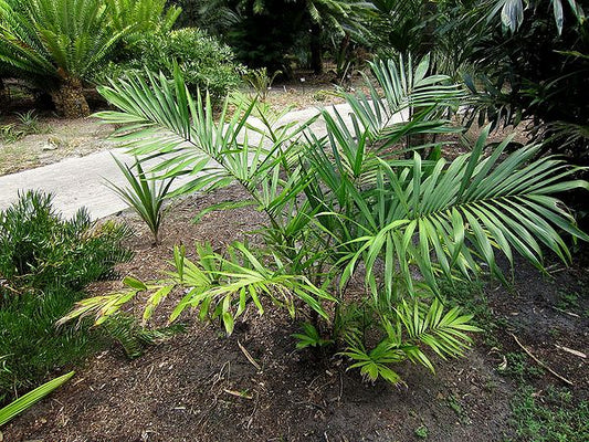 Bactris setosa "Jucúm Palm" Cold Hardy Palm Tree! Hapa Joe's Nursery