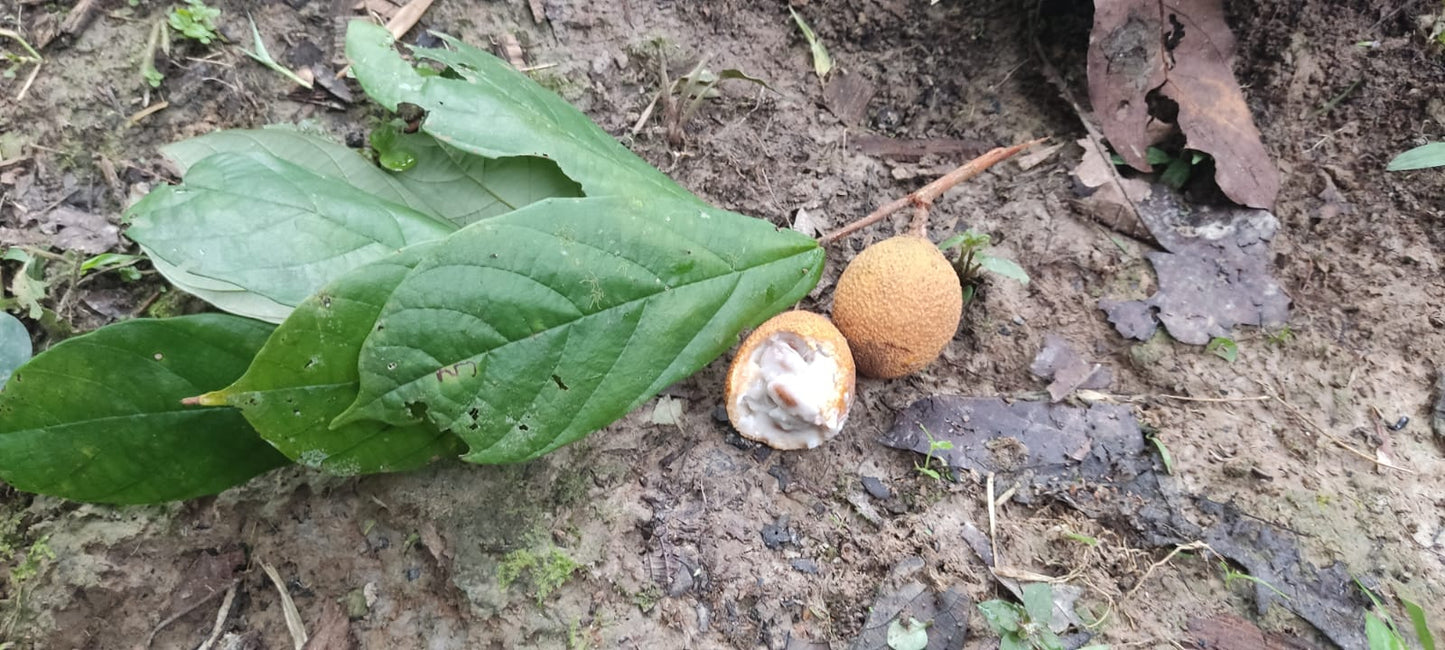 Theobroma obovatum ULTRA RARE! GERMINATED - HapaJoeNursery