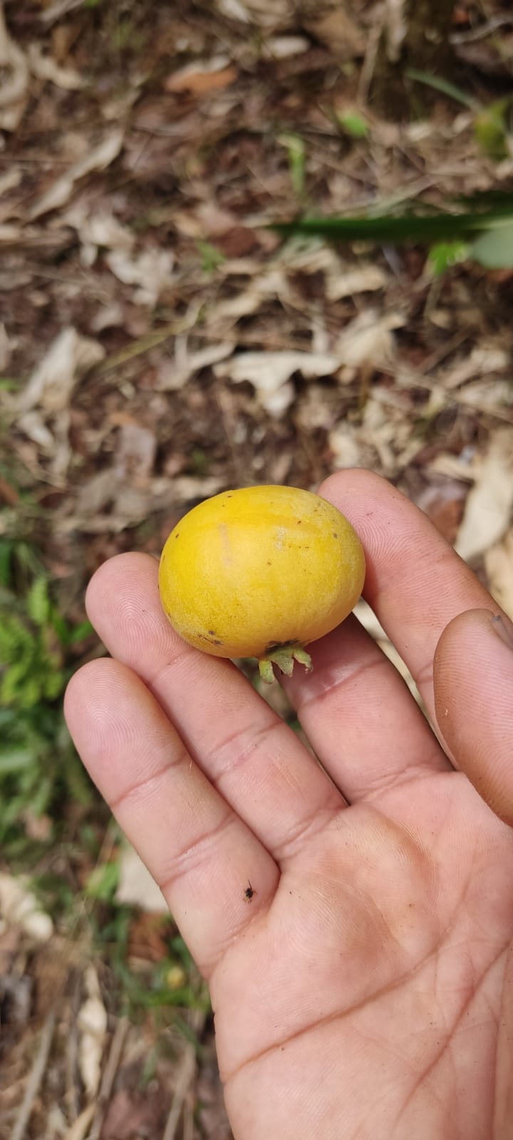 Campomanesia lineatfolia "Tikuna Pallilo" Seeds - HapaJoeNursery