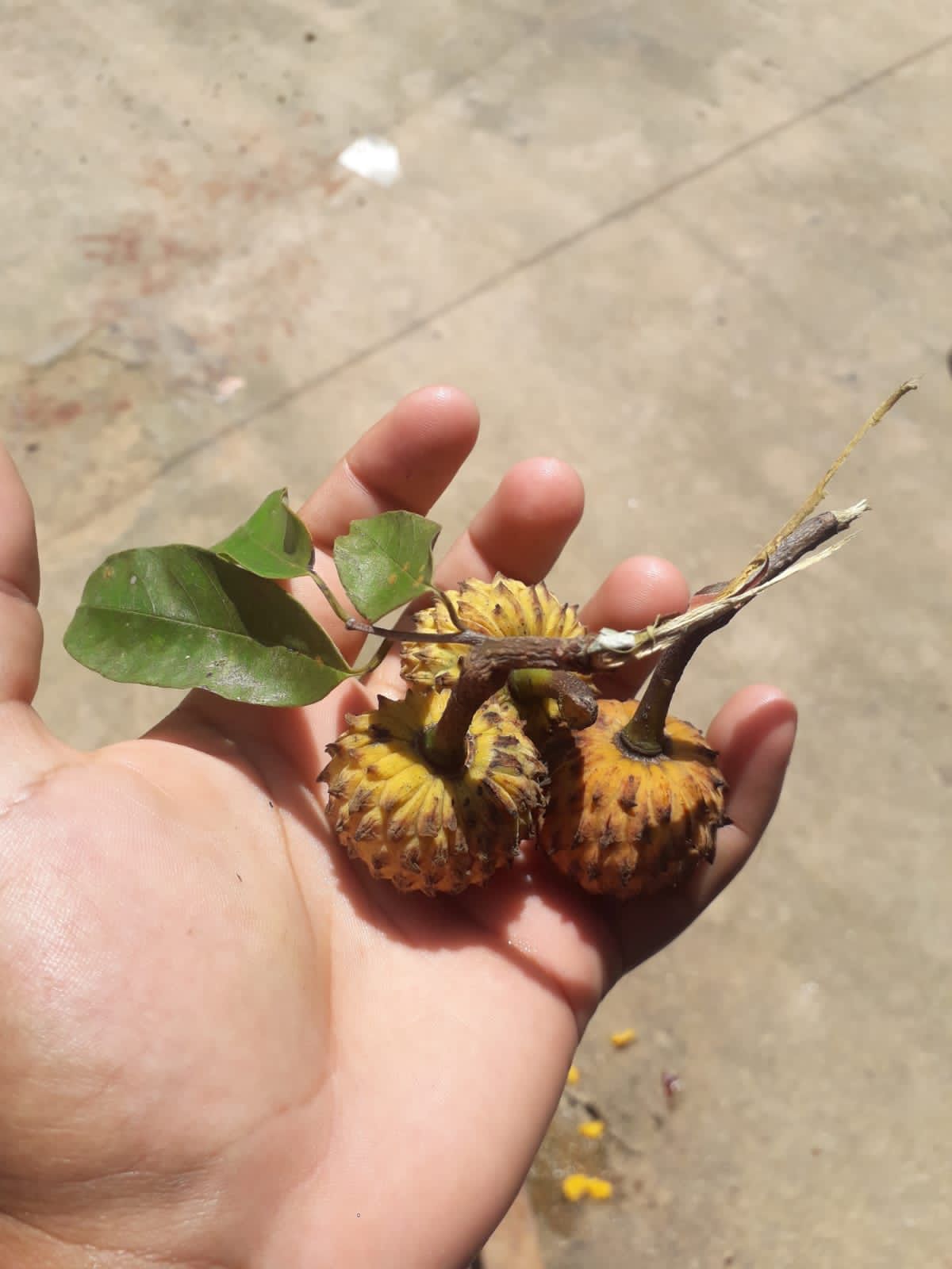 Annona fosteri Hapa Joe's Nursery