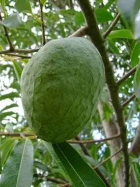 Annona cacans
