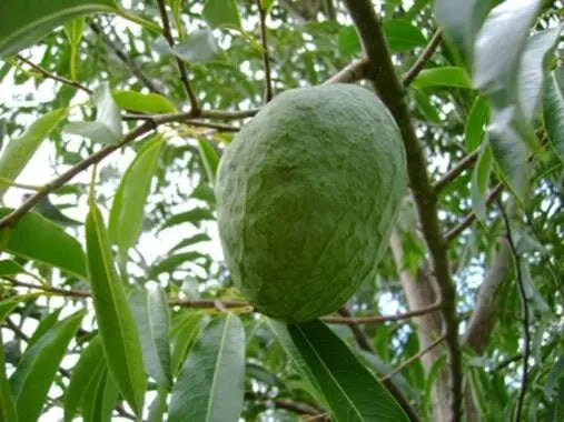 Annona cacans HapaJoeNursery