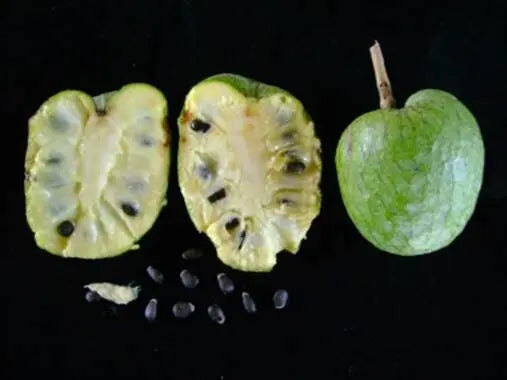 Annona cacans HapaJoeNursery