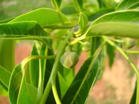 Annona cacans HapaJoeNursery