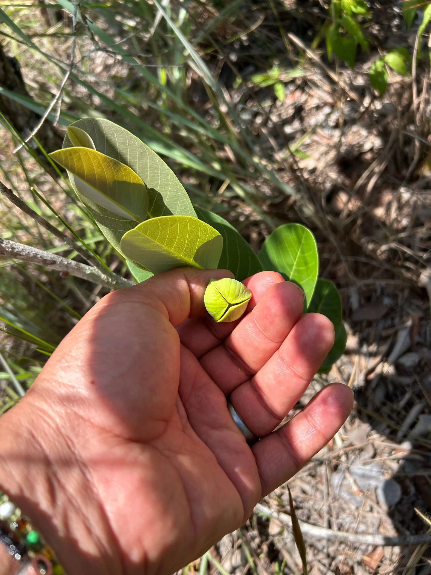 Annona crassiflora "Pantanal"