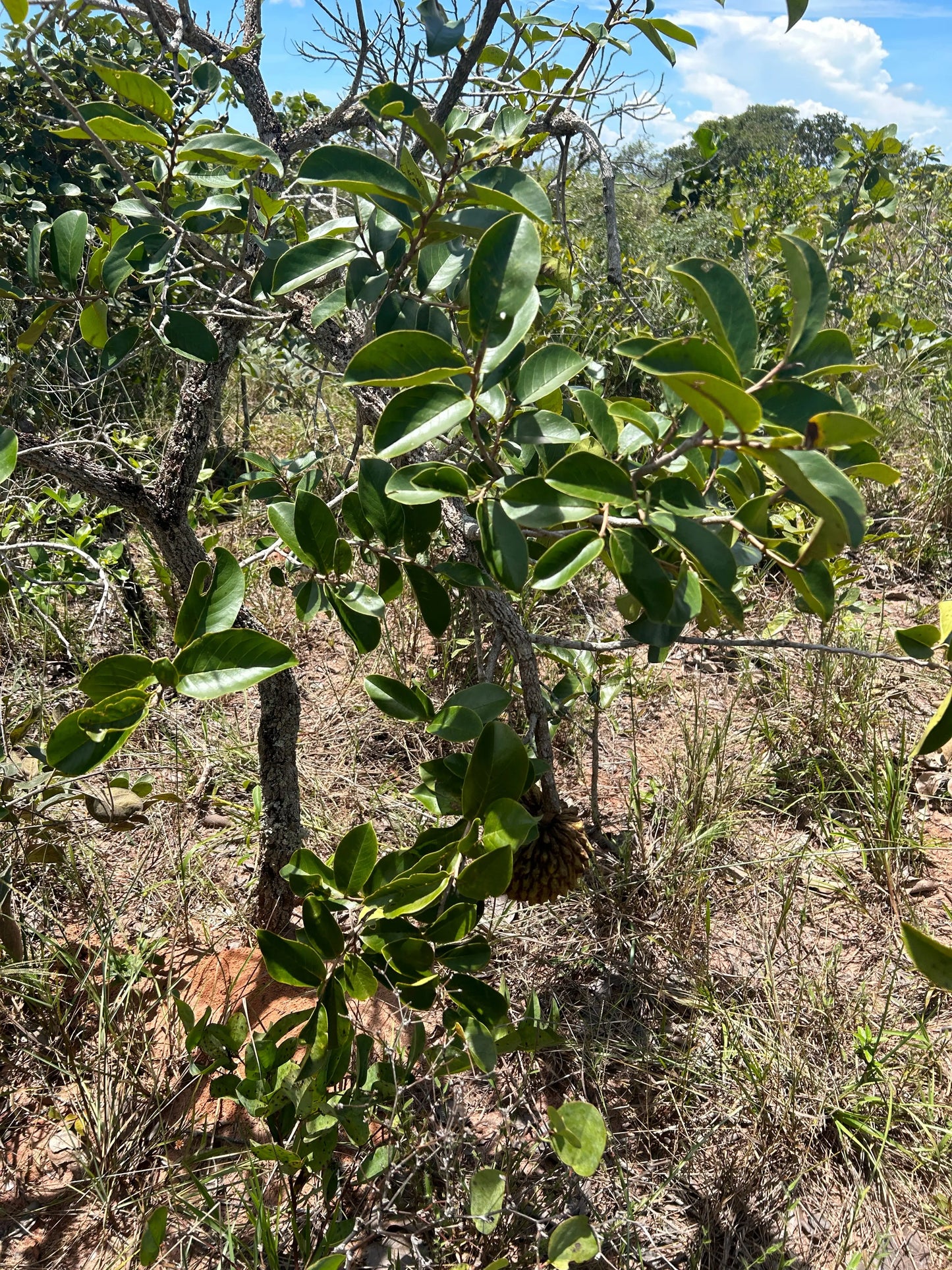Annona crassiflora "Pantanal"