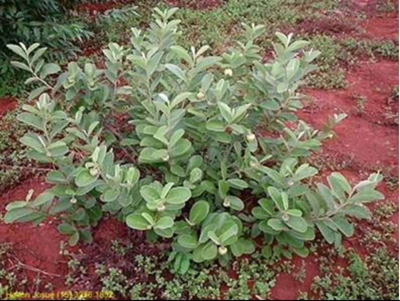 Annona dioica seed. - HapaJoeNursery
