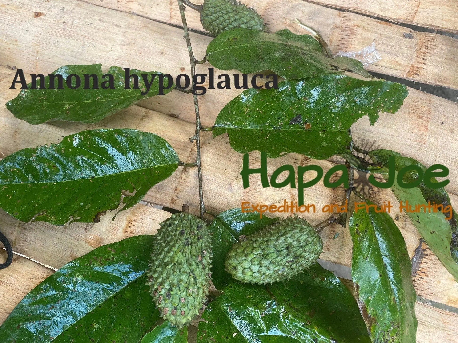 Annona hypoglauca seedling: Peruvian Amazon rare seeds Plants HapaJoeNursery 