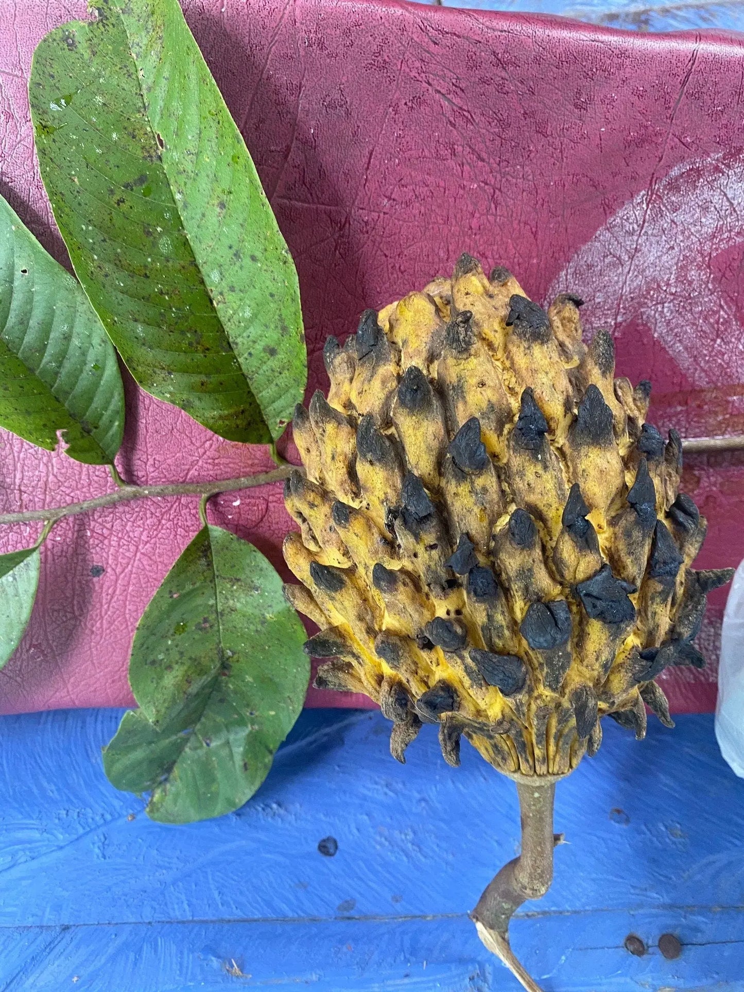 Annona mucosa: Amazon Biriba Seeds HapaJoeNursery