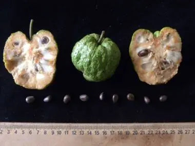 Annona rugulosa Ultra limited: One (1) seed - Hapa Joe's Nursery - 