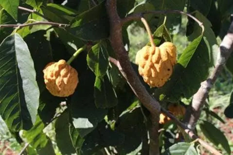 Annona sylvatica (Br) HapaJoeNursery 