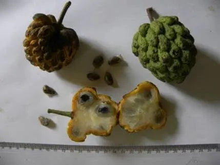 Annona sylvatica (Br) HapaJoeNursery 