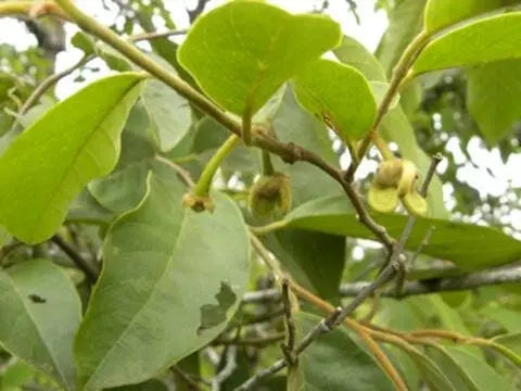 Annona sylvatica (Br) HapaJoeNursery 