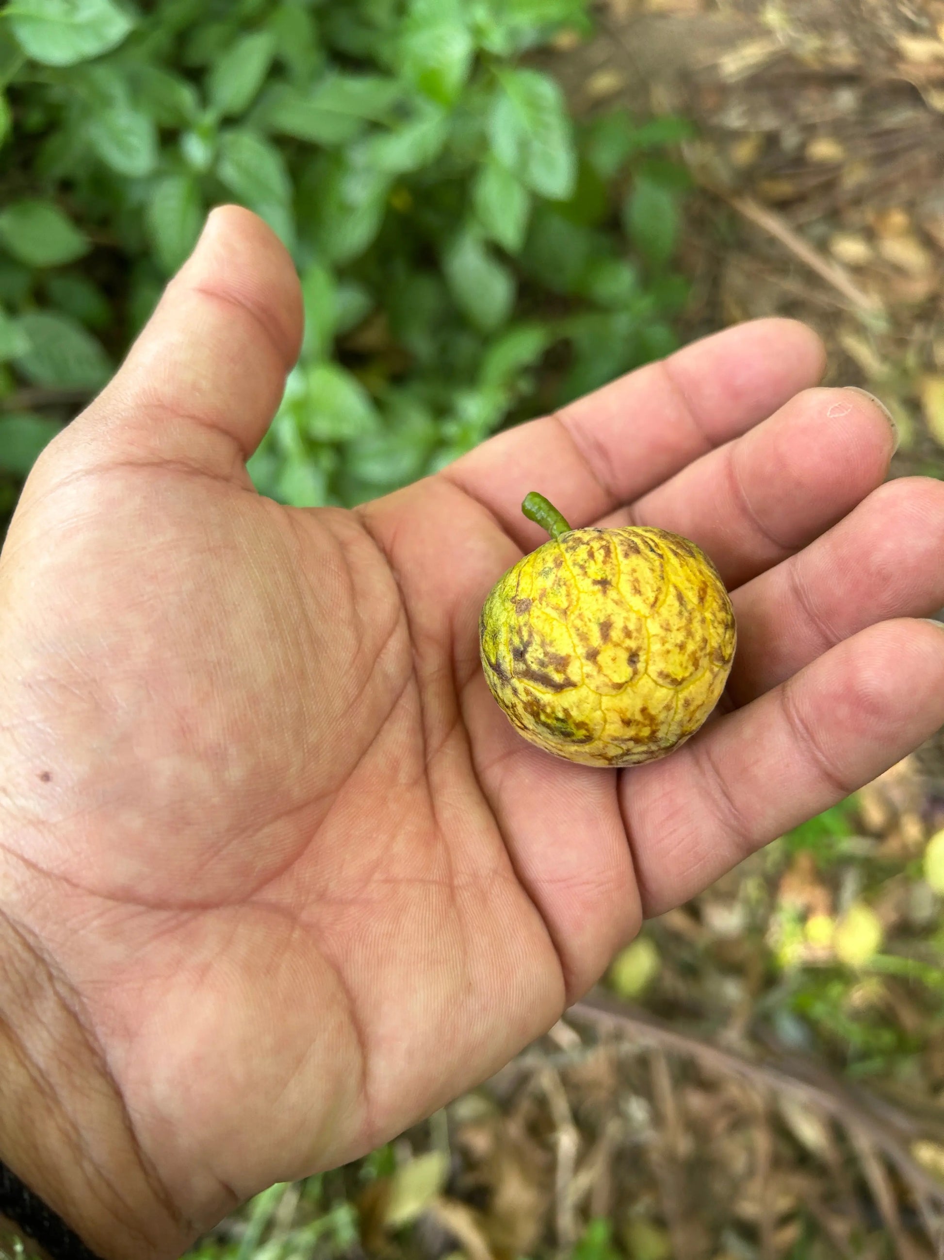 Annona ubatubenensis Ultra limited: One (1) seed - Hapa Joe's Nursery - 