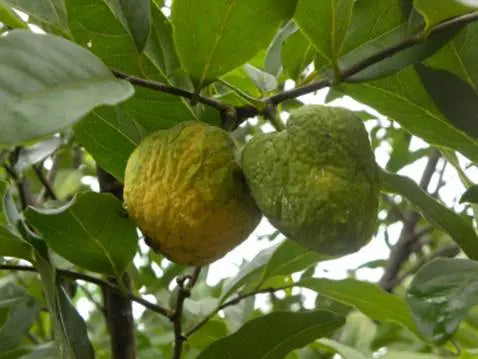 Annona ubatubenensis Ultra limited: One (1) seed - Hapa Joe's Nursery - 