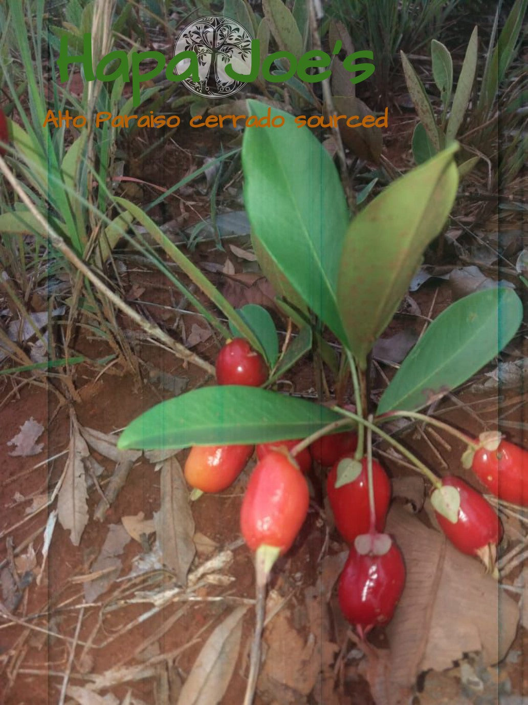 Eugenia aff calycina "Dalva" - HapaJoeNursery