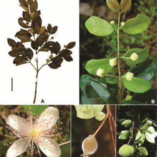 Eugenia caipora seedling (Br - Frost Hardy) - HapaJoeNursery