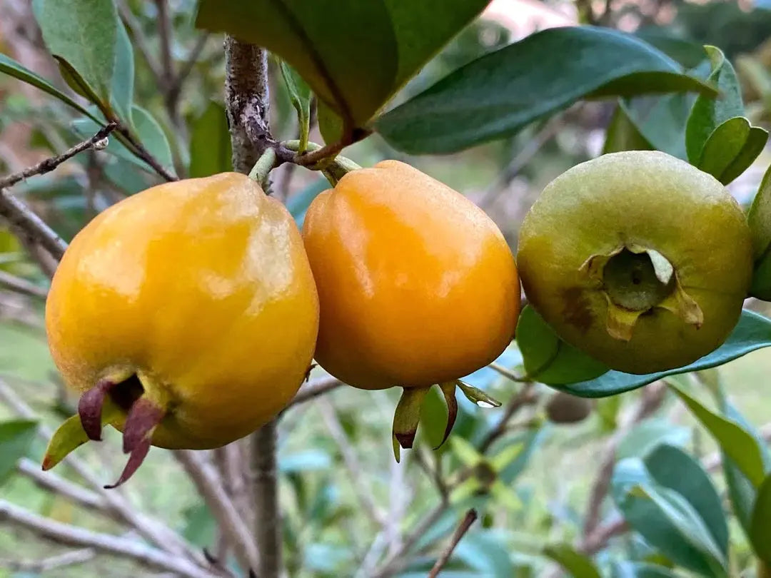 Eugenia luschnathiana "Bahia Mel Honey"