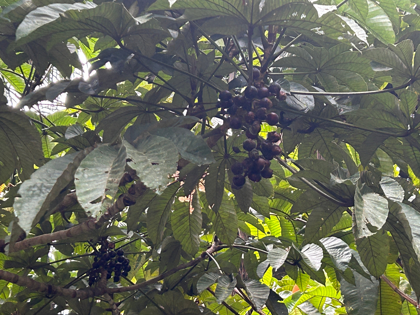 Pourouma cecropiifolia (Amazon grape, Amazon tree-grape) - HapaJoeNursery